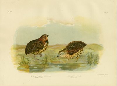 صدرية السمان ، 1891 بواسطة جراسيوس بروينوفسكي